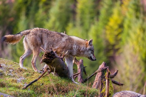 A eurasian gray wolf (Canis lupus lupus) runs down a hill across tree trunks