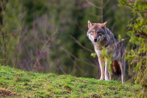 An adult female eurasian gray wolf (Canis lupus lupus) stands on a green meadow on hilly terrain