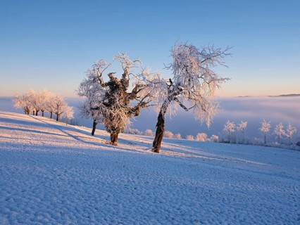 Trees in the rough in the light of the rising sun, behind the sea of fog over the Reuss valley,