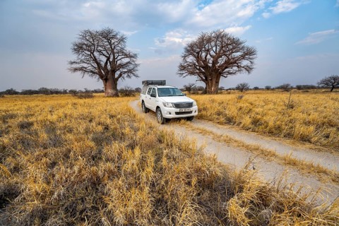 Off-road vehicle on a road, track between yellow dry grass leads to baobabs, Nxai Pan National