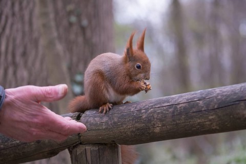 One Red squirrel or Eurasian red squirrel (Sciurus vulgaris) feeding on peanut. Trees in the