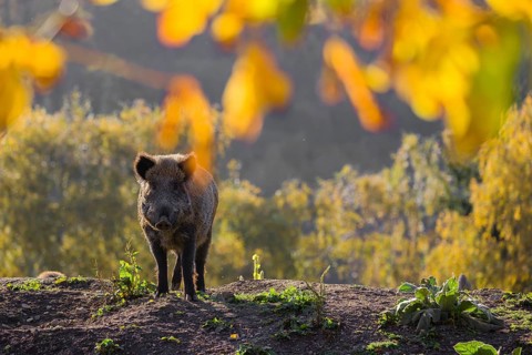 One wild boar or wild pig (Sus scrofa) stands on an opening. Early morning light and framed with