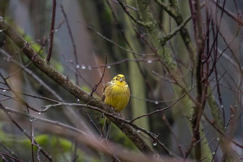 Yellowhammer (Emberiza citrinella) on a branch, Bavaria, Germany, Europe