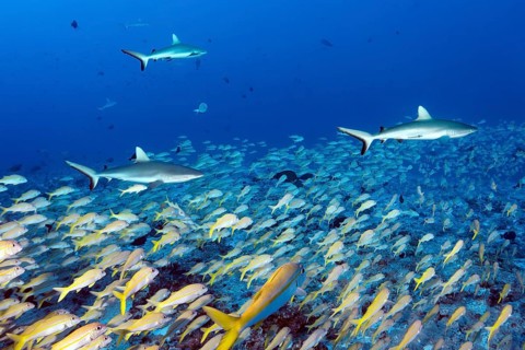 Three Grey reef sharks (Carcharhinus amblyrhynchos) hunting in a shoal of large schooling barbs