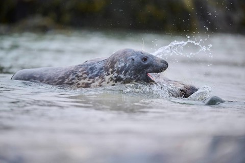 Grey seal (Halichoerus grypus) playing with each other in the water, sea, Düne, Helgoland,