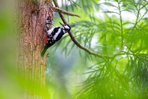 Great spotted woodpecker (Dendrocopos major), almost fledged young bird looks begging from the