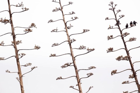 Unicoloured Starling (Sturnus unicolor), small group on a dead inflorescence of an Agave (Agave),