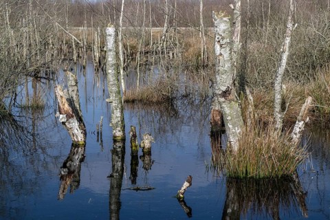Dead birch trees (Betula pendula) in a moor, rewetting area, Emsland, Lower Saxony, Germany, Europe