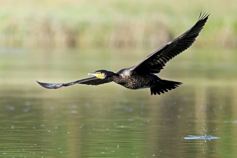 Cormorant (Phalacrocorax carbo), in flight, shallow lake, nature reserve, Reuss valley, Canton