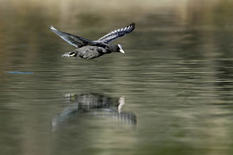Eurasian Coot (Fulica atra), adult bird flying over the water, Flachsee, Canton Aargau,