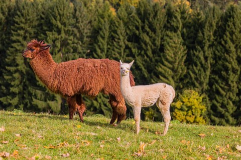 A brown female Alpaca (Vicugna pacos) and its white young stand on a green meadow . A forest is in