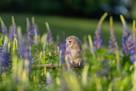 One young Ural owl (Strix uralensis) sitting on a branch lying in a field of flowering lupines in