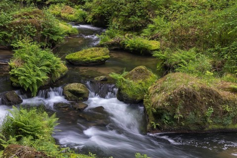 Flowing, silky water with ferns and rocks in the Edmunds Gorge, river Kamnitz, Hrensko, Ustecky