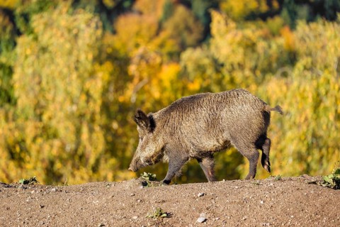 A wild boar or wild pig (Sus scrofa), runs across a clearing in hilly terrain in search of food. In