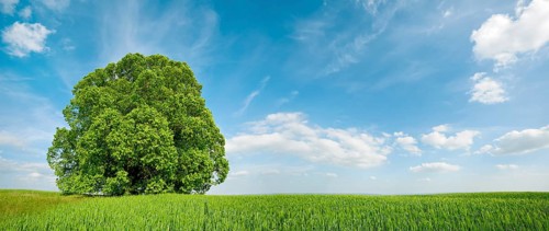 Green grain field with large solitary lime tree under a blue sky in spring, Sangerhausen,