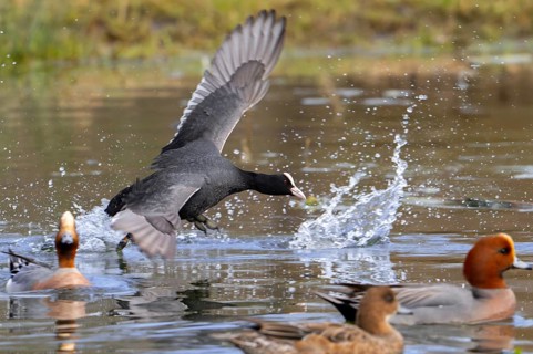 Eurasian coot, common coot (Fulica atra) running with lobed feet over water surface of pond among
