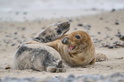 Grey seal (Halichoerus grypus) playing with each other on the beach, Düne, Helgoland,