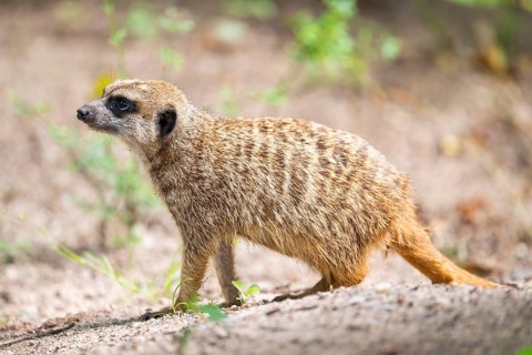 Meerkat (Suricata suricatta), standing on the ground, captive, Germany, Europe