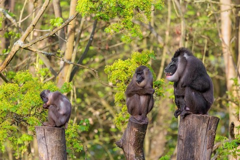 Three Drills (Mandrillus leucophaeus), a male and two females, sit high up on the three stumps of a