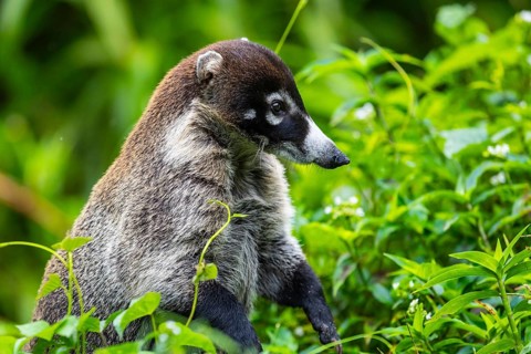 Coati (Nasua narica), Mammals (Mammalia), Alajuela, Costa Rica, Central America