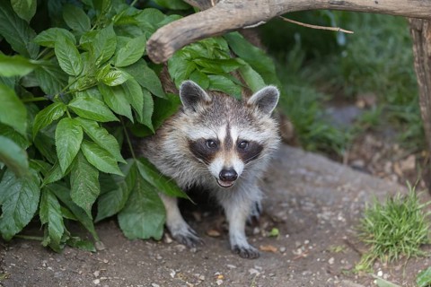 One Raccoon, procyon lotor, appearing out of a bush, looking towards the camera