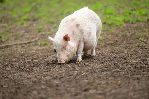 Vietnamese Pot-bellied pig, Bavaria, Germany, Europe
