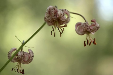 Turk's cap (Lilium martagon), with three distinctive flowers, Upper Bavaria, Bavaria, Germany,