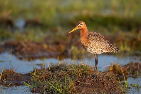 Black-tailed godwit (Limosa limosa), in a wet meadow, Ochsenmoor, Dümmer, Lemförde, Lower Saxony,