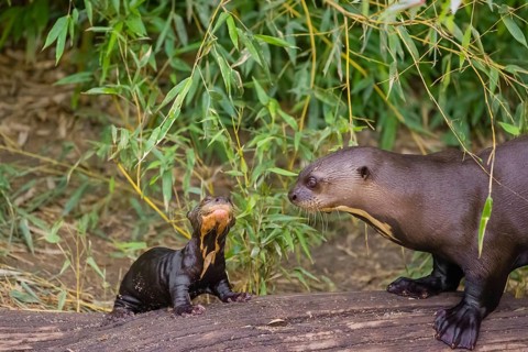 A two-year-old giant otter or giant river otter (Pteronura brasiliensis) cares for a 2-month-old