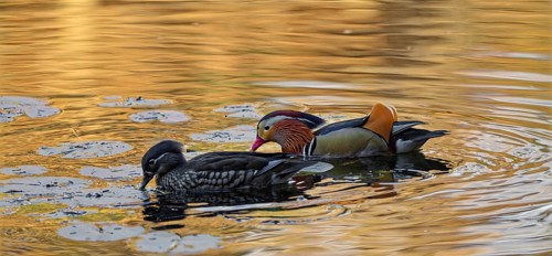 Mandarin ducks (Aix galericulata), male and female, swimming, intense colouring of the water due to