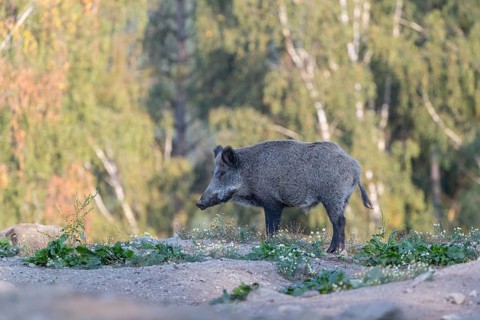 One adult wild boar or wild pig (Sus scrofa) walking over an opening with a forest in first