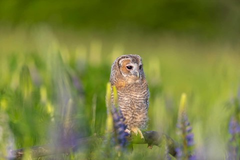 One young Ural owl (Strix uralensis) sitting on a branch lying in a field of flowering lupines in