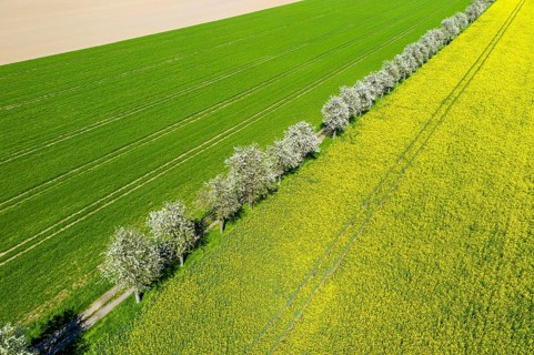 Aerial view of a rape field (Brassica napus) in bloom and a field path with blossoming fruit trees,
