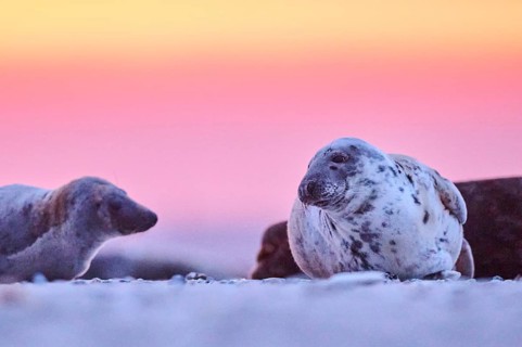 Grey seal (Halichoerus grypus) lying on the beach at sunset, Düne, Helgoland, Schleswig-Holstein,