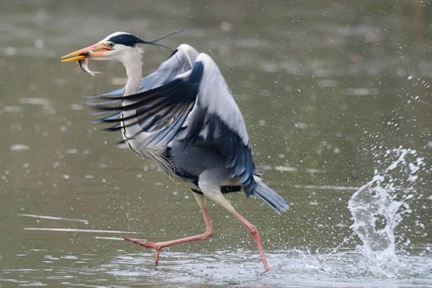 A grey heron (Ardea cinerea) in the water with a fish in its beak, flapping its wings in a dynamic