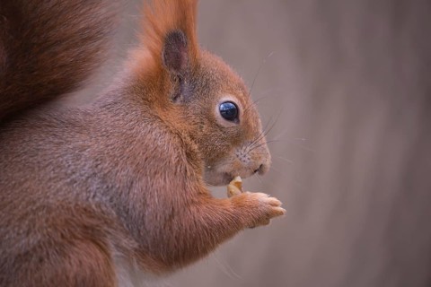 One Red squirrel or Eurasian red squirrel (Sciurus vulgaris) feeding on peanut. Trees in the