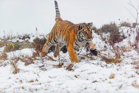 One young Siberian Tiger, Panthera tigris altaica, running over snowy meadow with dense fog in the