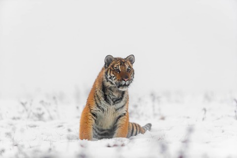 One young Siberian Tiger, Panthera tigris altaica, running over snowy meadow with dense fog in the