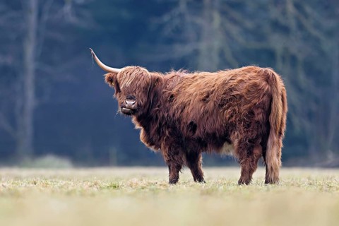 Highland cattle (Bos taurus), adult animal with one horn, Switzerland, Europe