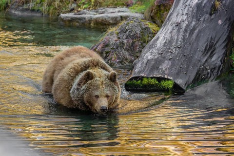 An adult female brown bear (Ursus arctos arctos) runs from hilly area with trees and rocks into a