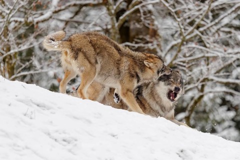 A young grey wolf (Canis lupus lupus) plays with its father on the sloping, snow-covered meadow on
