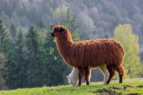 A brown female Alpaca (Vicugna pacos) and its white young stand on a green meadow . A forest is in