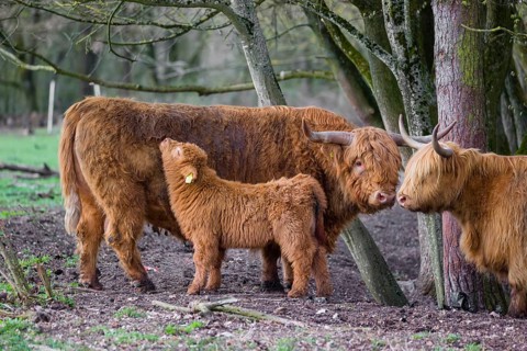 A family of Highlands (Bos (primigenius), a bull, a cow and a calf stand at a forest edge