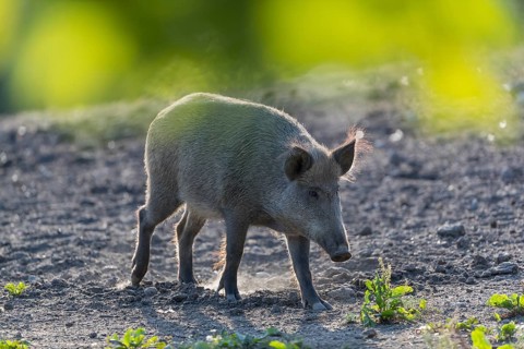 One wild boar or wild pig (Sus scrofa), standing on a meadow with little vegetation and a green