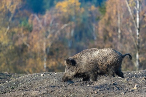 One wild boar or wild pig (Sus scrofa), walking over an opening in early morning light, searching