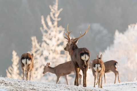 A Japanese sika deer stag (Cervus nippon nippon) walks away with a group of hinds across a meadow
