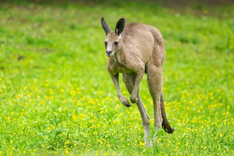 Eastern grey kangaroo (Macropus giganteus) on a meadow, Bavaria, Germany, Europe