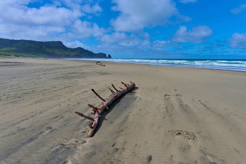 A large piece of driftwood lies on the sandy beach overlooking the blue sea, Bethells Beach, Te