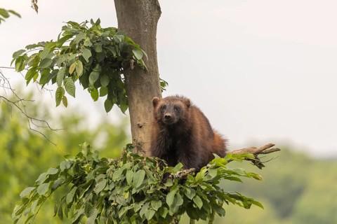 One wolverine, (Gulo gulo), sitting high in a tree. A hazy sky and some green trees in the