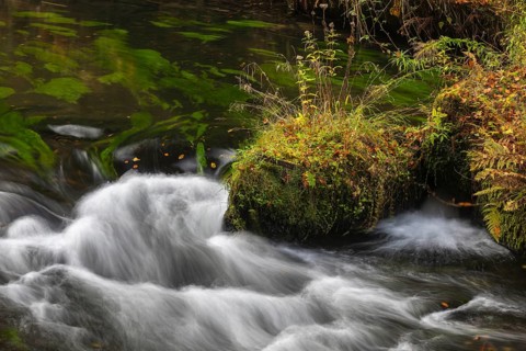 Flowing water with ferns and rocks in the Edmunds Gorge in autumn. River Kamnitz, Hrensko, Ustecky
